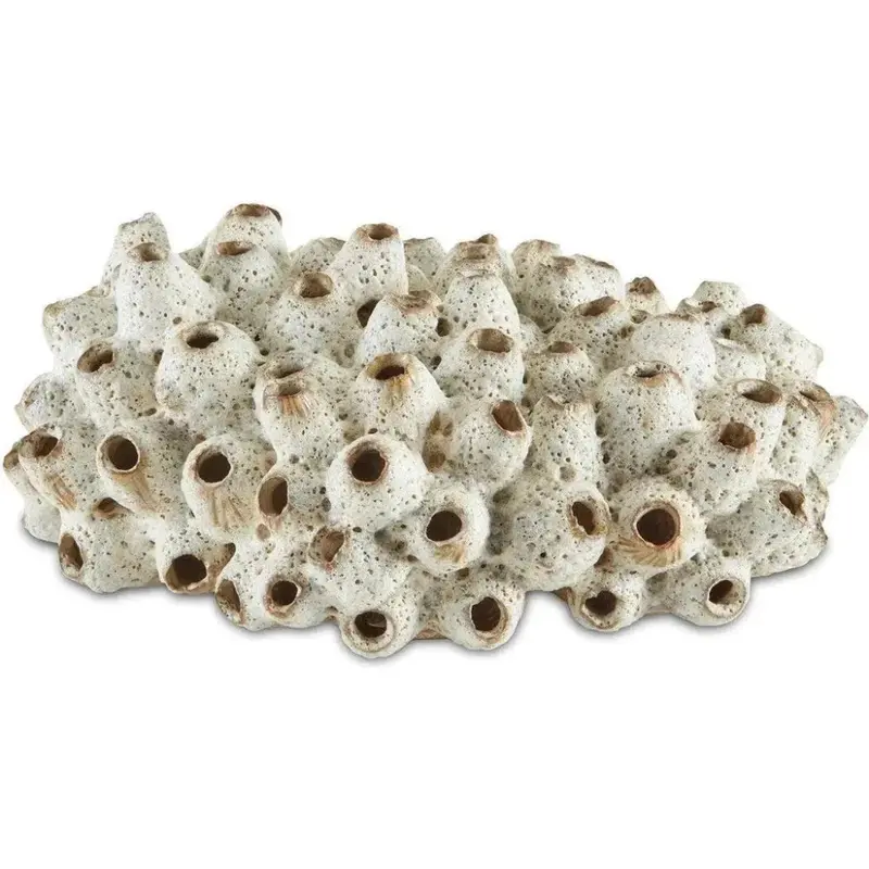 Antique White Sulawesi Sea Shell Decor 1