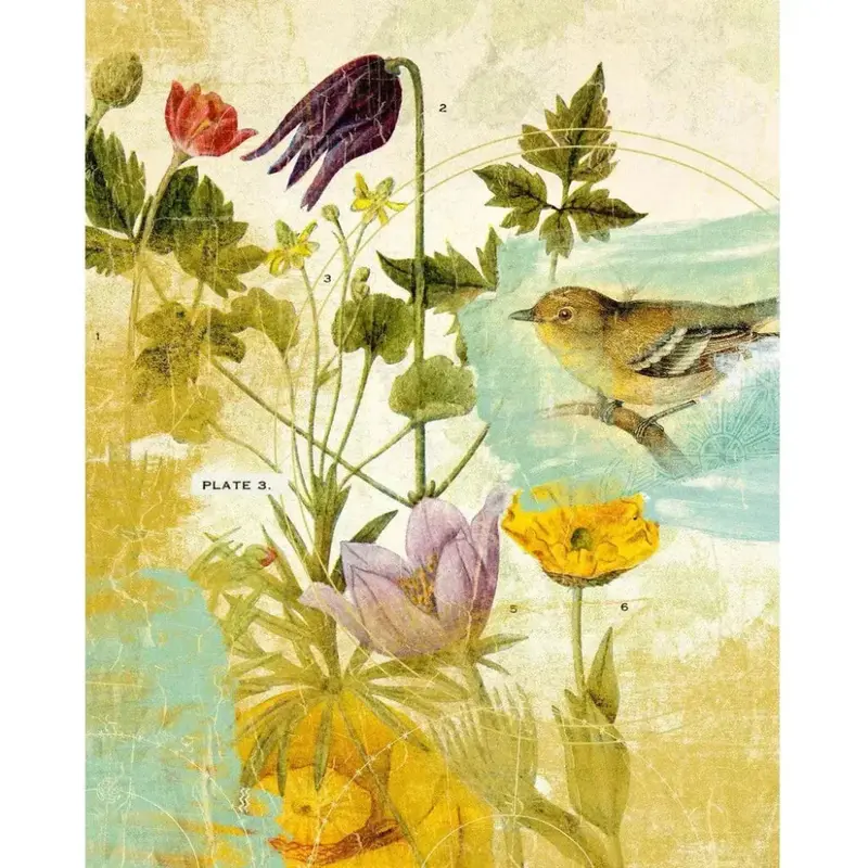 Garden Bird Series: First Avian Floating Canvas Print 1